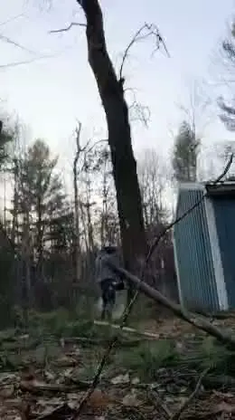 Tree Removal project — On-Site Tree Work