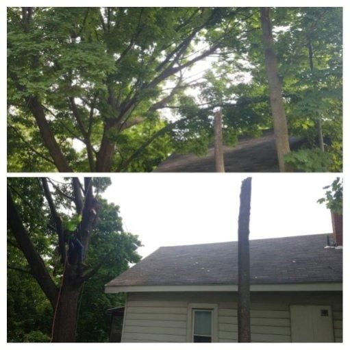 Tree Removal project — Recent Project