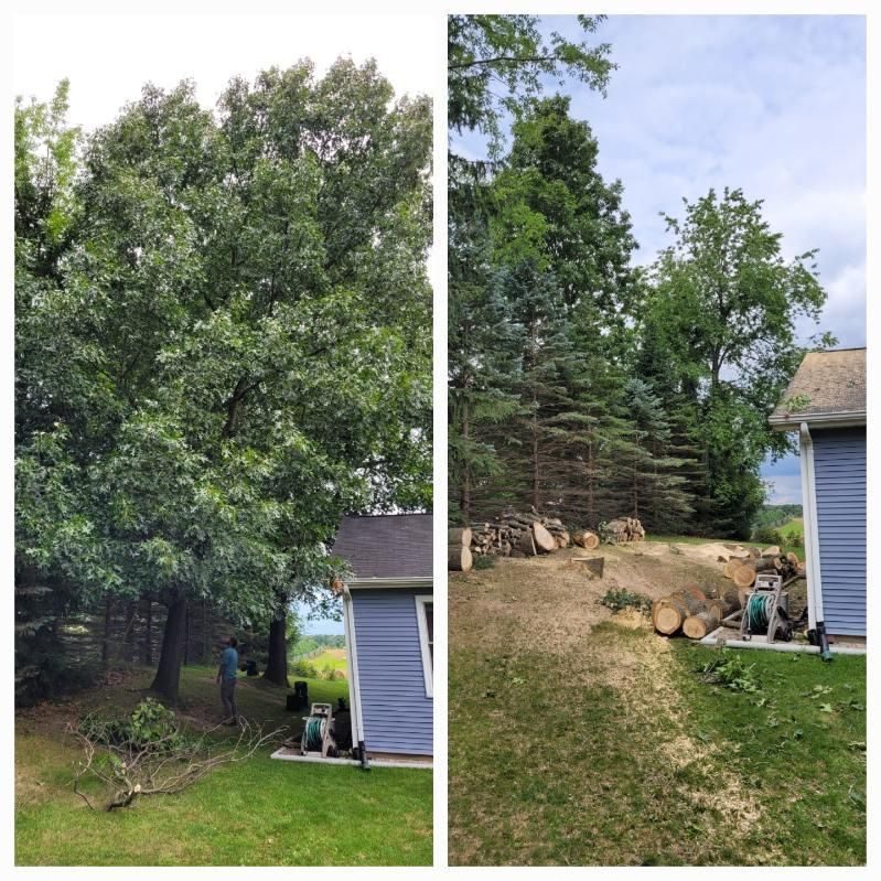 Tree Removal project — Recent Project