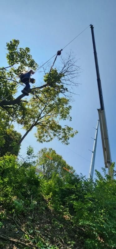 Pruning project — Recent Project