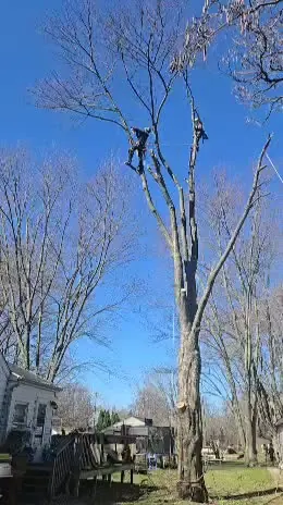Tree Removal project — On-Site Tree Work