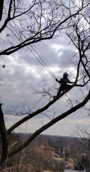 Pruning project — Recent Project