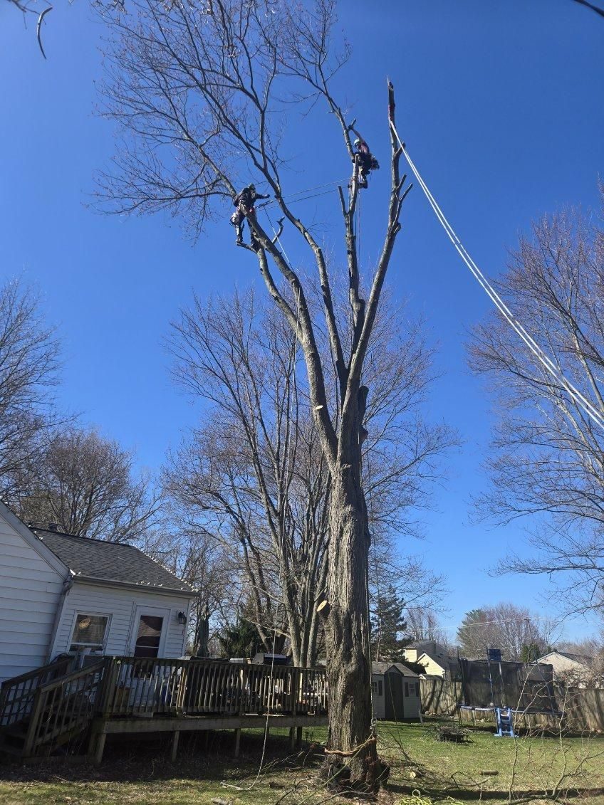 Tree Removal project — Recent Project